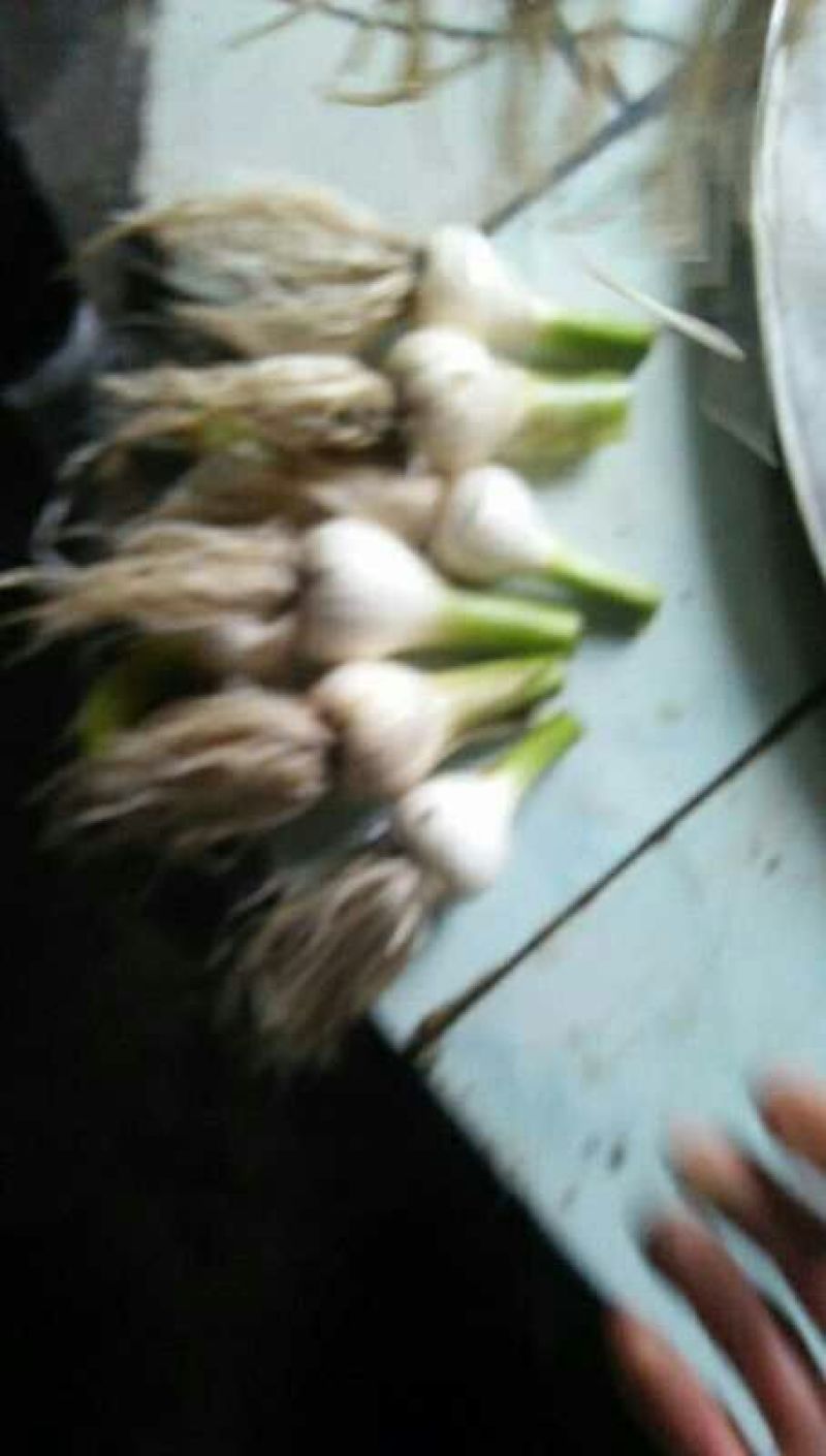 吉林青蒜头，大量上市欢迎采购！保质保量，个头匀称！