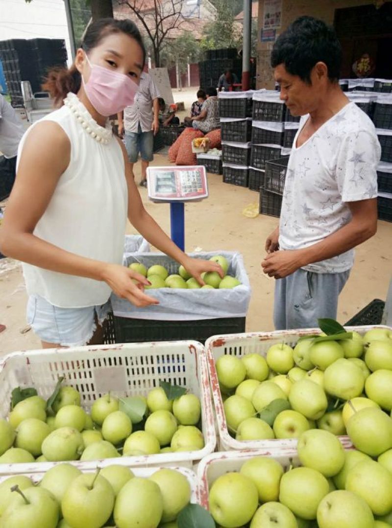 精品皇冠梨光果，产地直销，口感脆甜水份充足，一手货源！