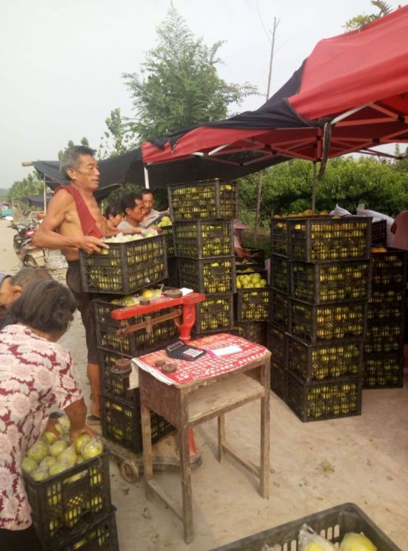 精品皇冠梨光果，产地直销，口感脆甜水份充足，一手货源！