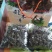 秋木耳东北野生天然秋木耳