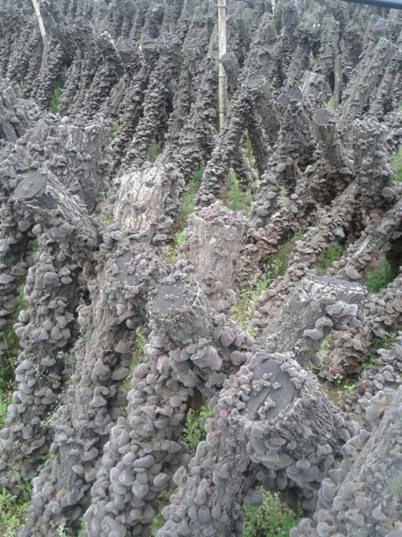 椴木黑木耳