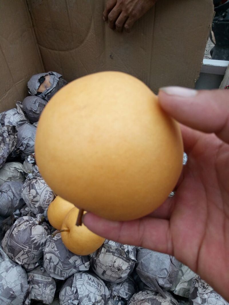 精品️圆黄梨万亩基地直供诚信报价产地直发