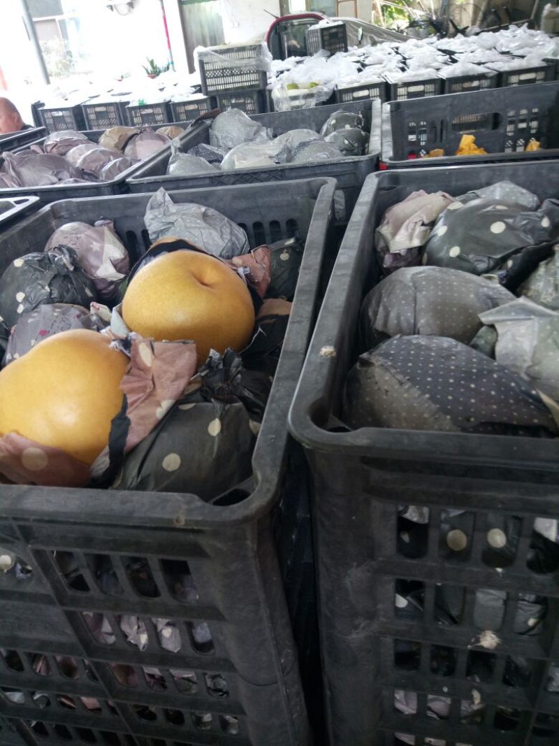 精品️圆黄梨万亩基地直供诚信报价产地直发