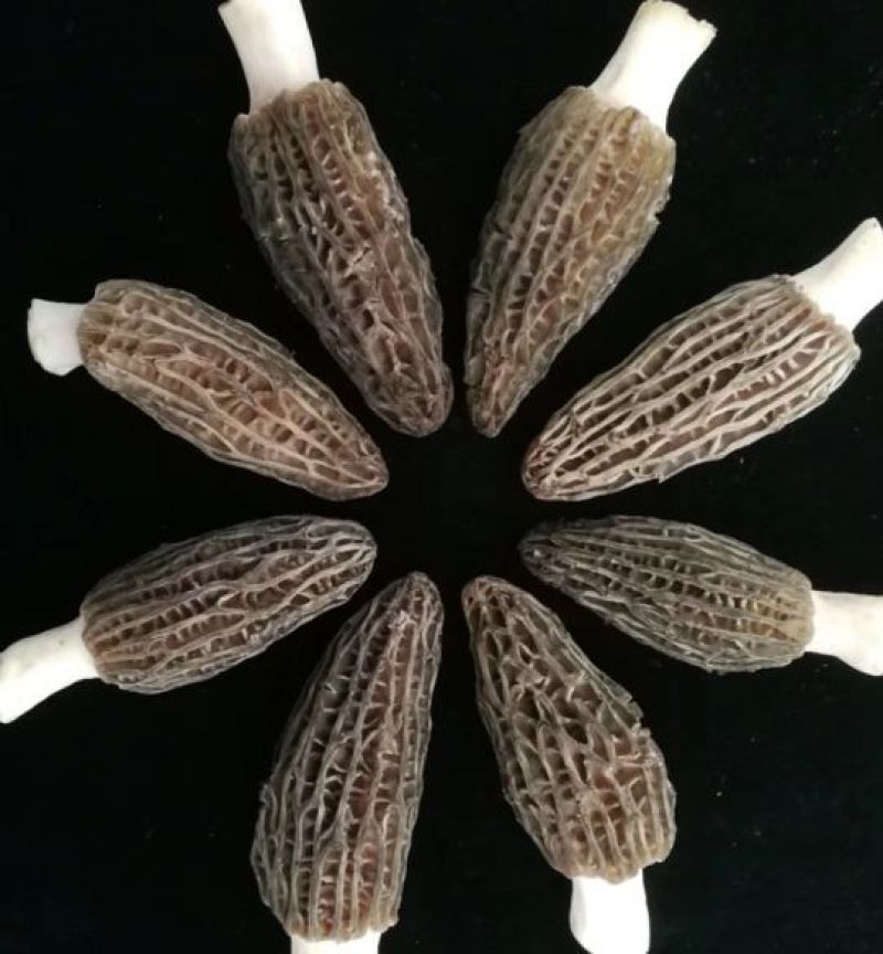 羊肚菌