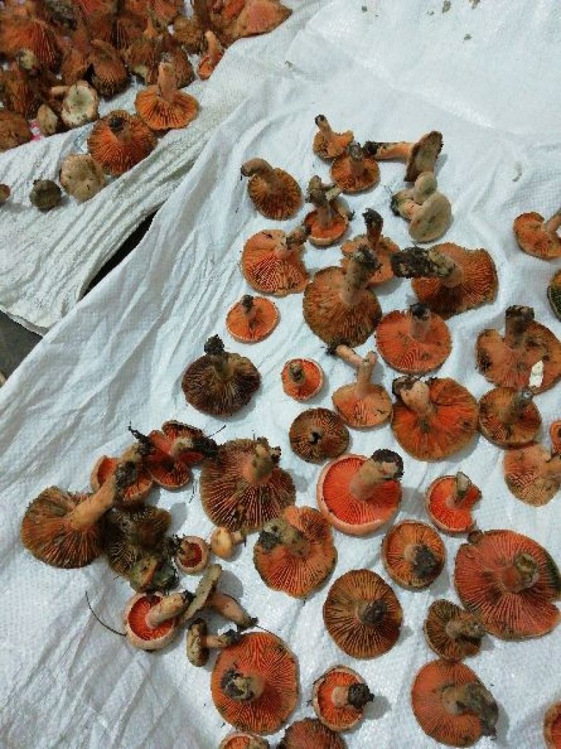 野生菌