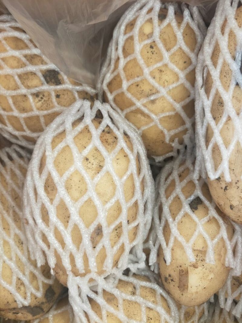 【荐】万亩土豆，青岛精品土豆，现摘现发，保质保量可接商超