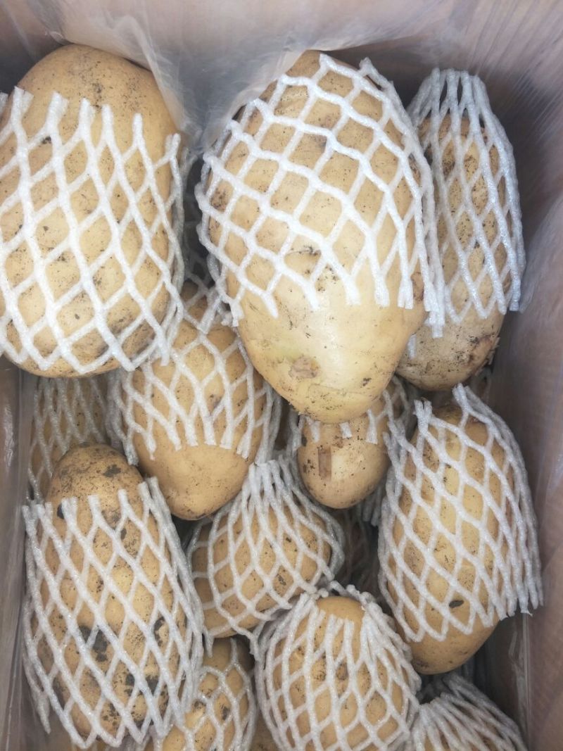 【荐】万亩土豆，青岛精品土豆，现摘现发，保质保量可接商超