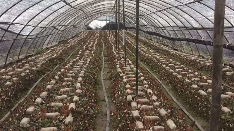羊肚菌菌种栽培种