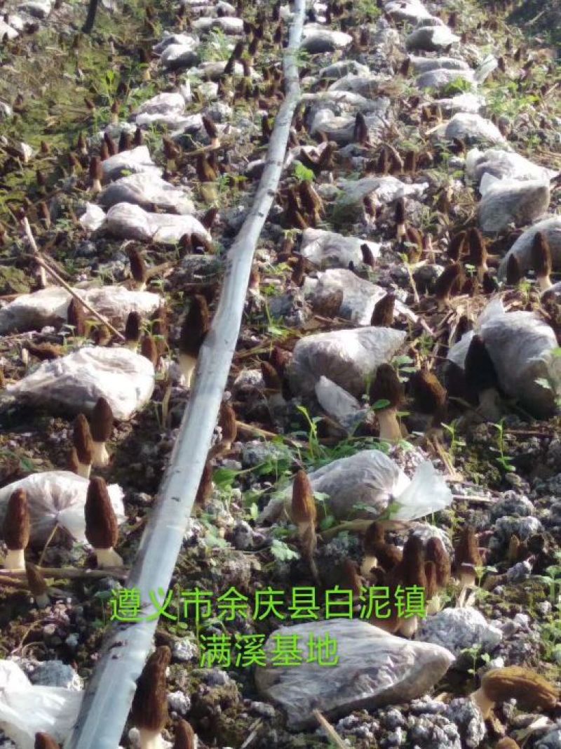 羊肚菌菌种栽培种