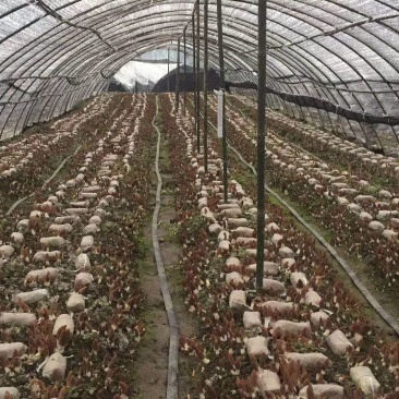 羊肚菌菌种栽培种
