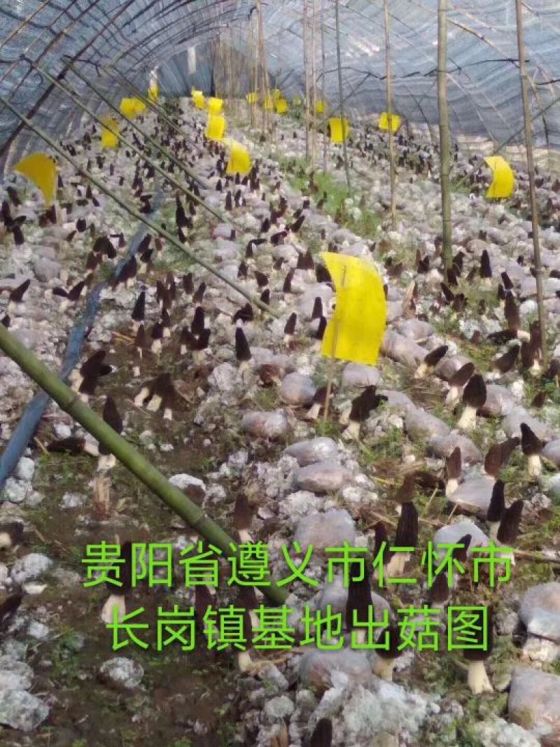 羊肚菌栽培种，营养袋