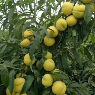 黄金冠黄桃7月20号大量上市通货罐头桃