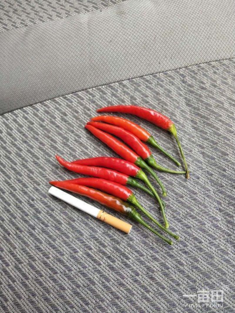 朝天椒正宗特辣朝天椒精品货