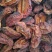 干酸木瓜