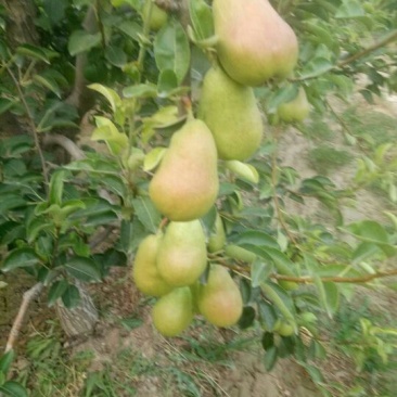 半边红梨