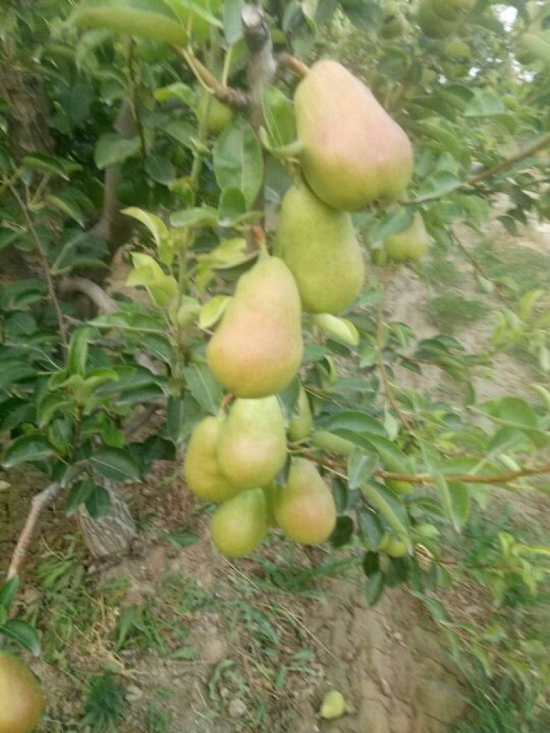 半边红梨