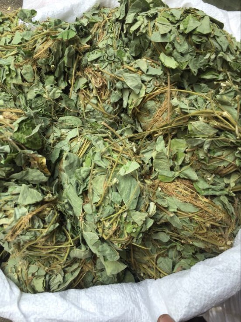 金钱草今年新货小扎无硫货颜色好干度好