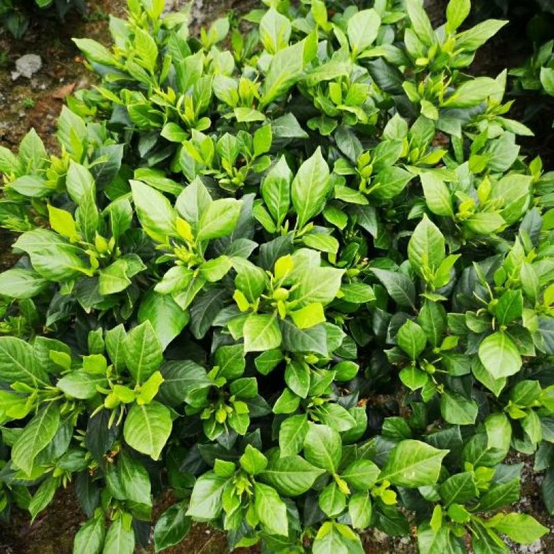 栀子花苗自产自销绿化工程苗品种多质量好
