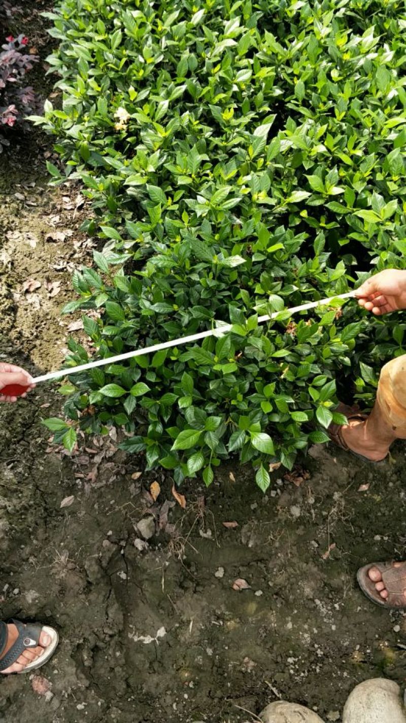 栀子花苗自产自销绿化工程苗品种多质量好