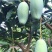 甜心芒