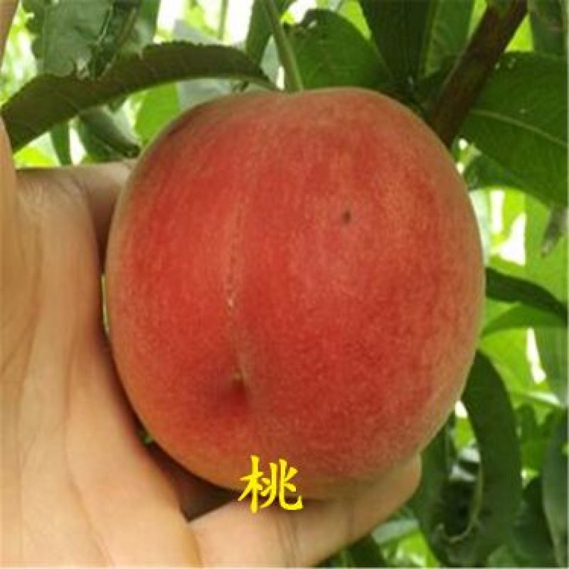 秋彤桃树苗80cm以上