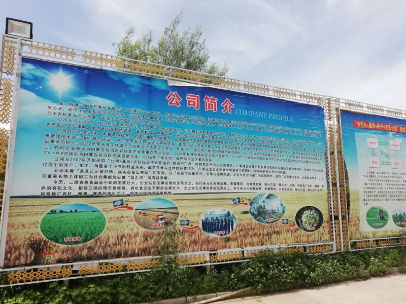 金苗小米