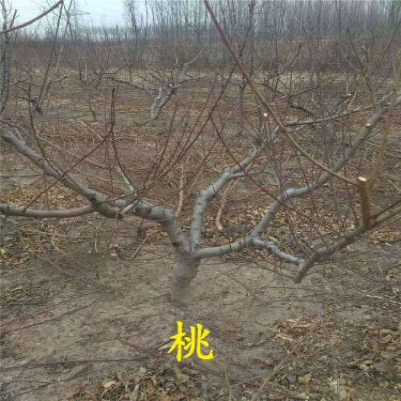 突围桃树苗春美桃树苗