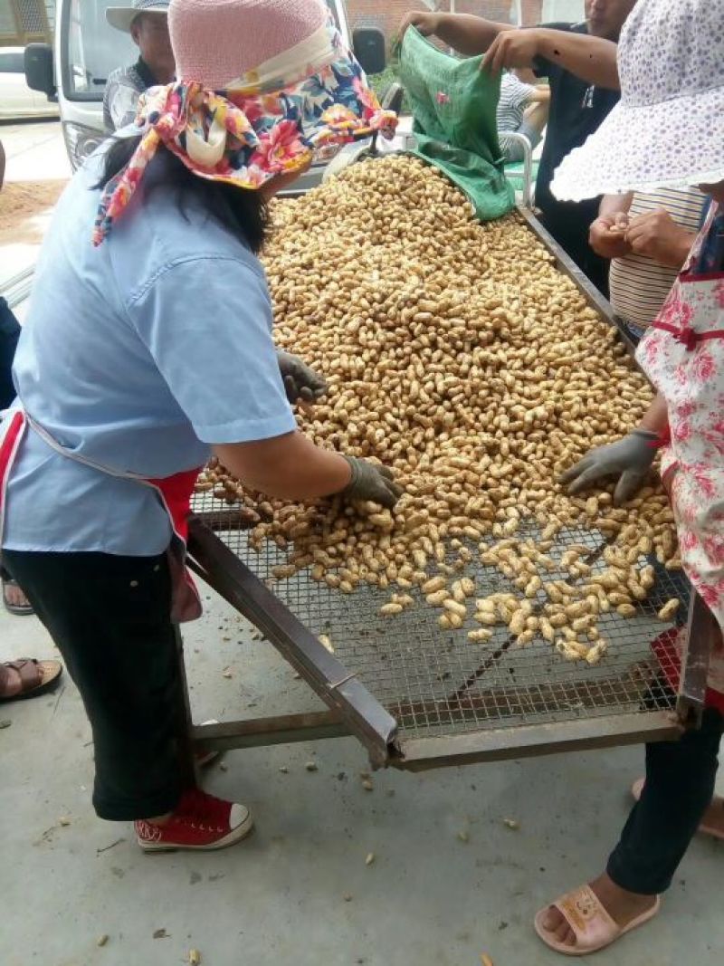 【江苏花生系列】鲜货带壳海花颗粒饱满，过筛手捡，货好