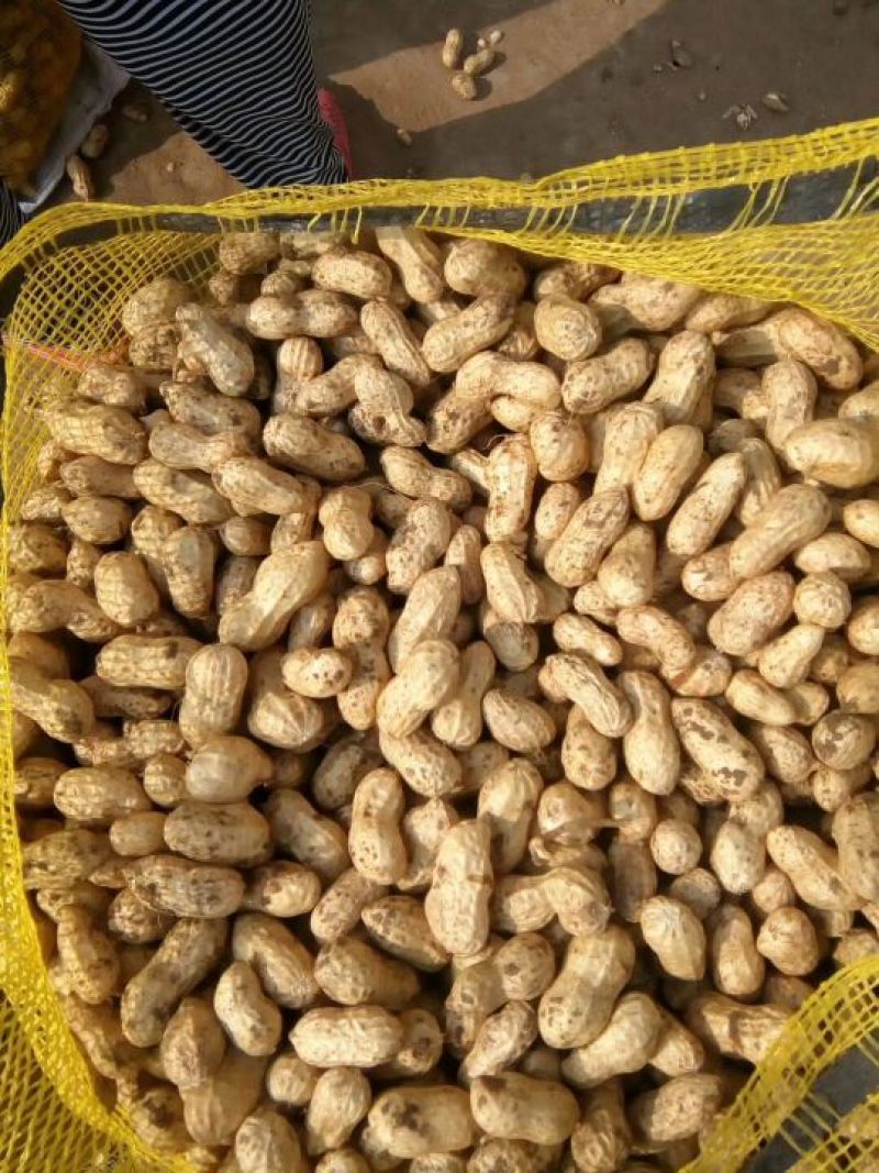 【江苏花生系列】鲜货带壳海花颗粒饱满，过筛手捡，货好