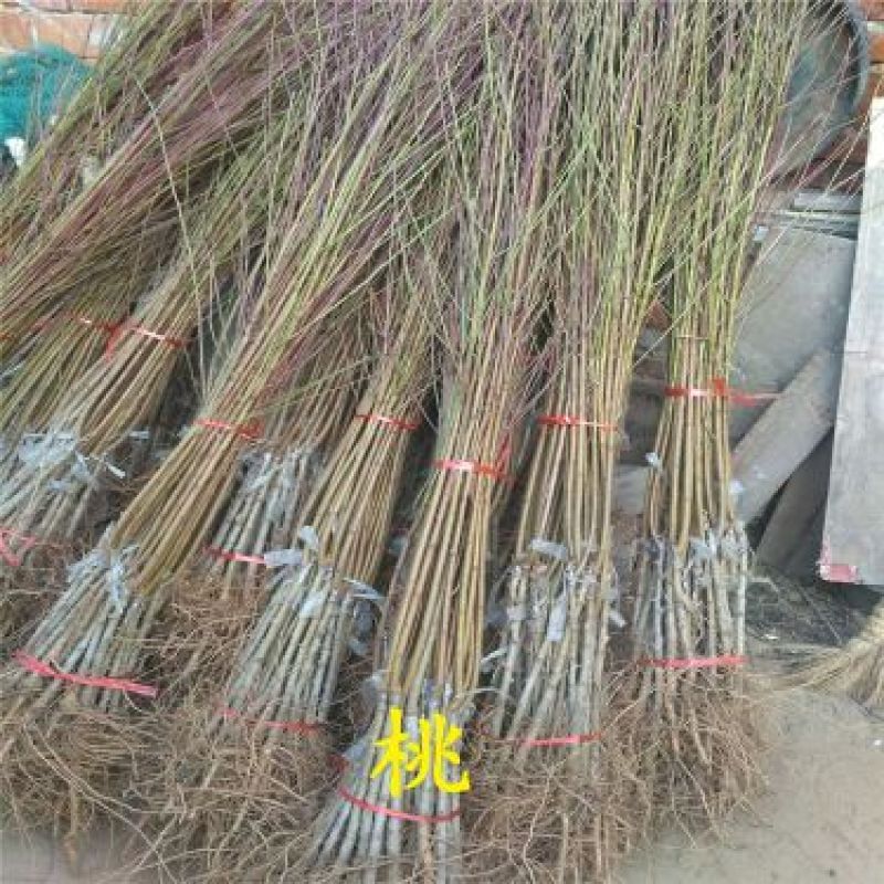 桃树苗新品种早熟中熟早熟桃树苗