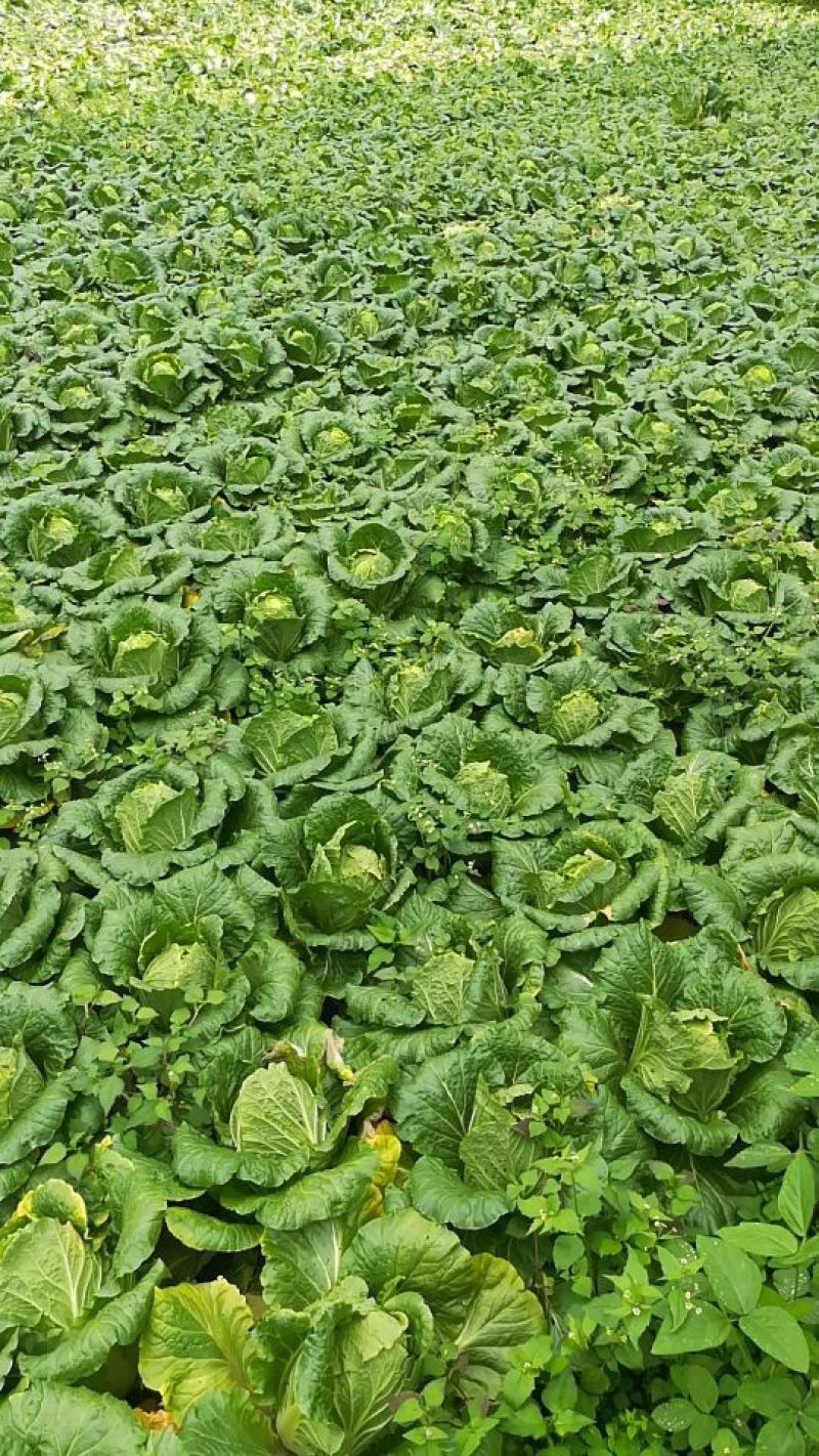 黄心白菜，个大紧密供货量充足。