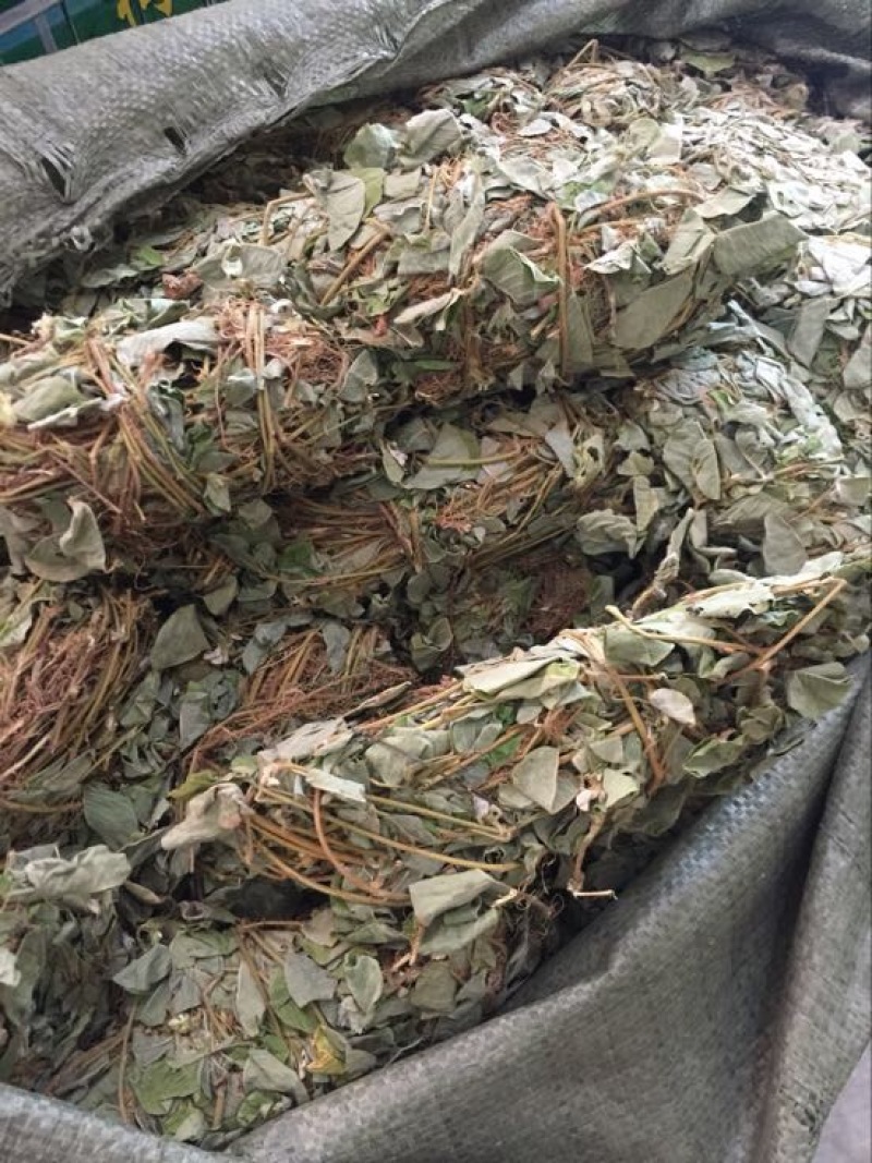 金钱草今年新货小扎无硫货颜色好干度好