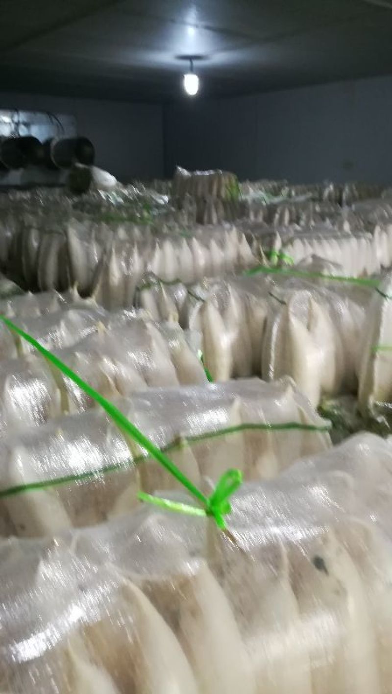 白萝卜，萝卜甜脆可口