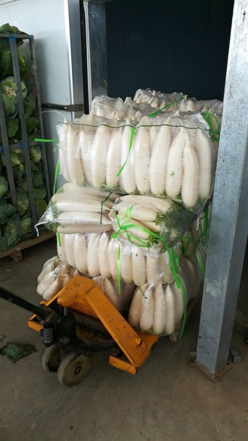 白萝卜，萝卜甜脆可口