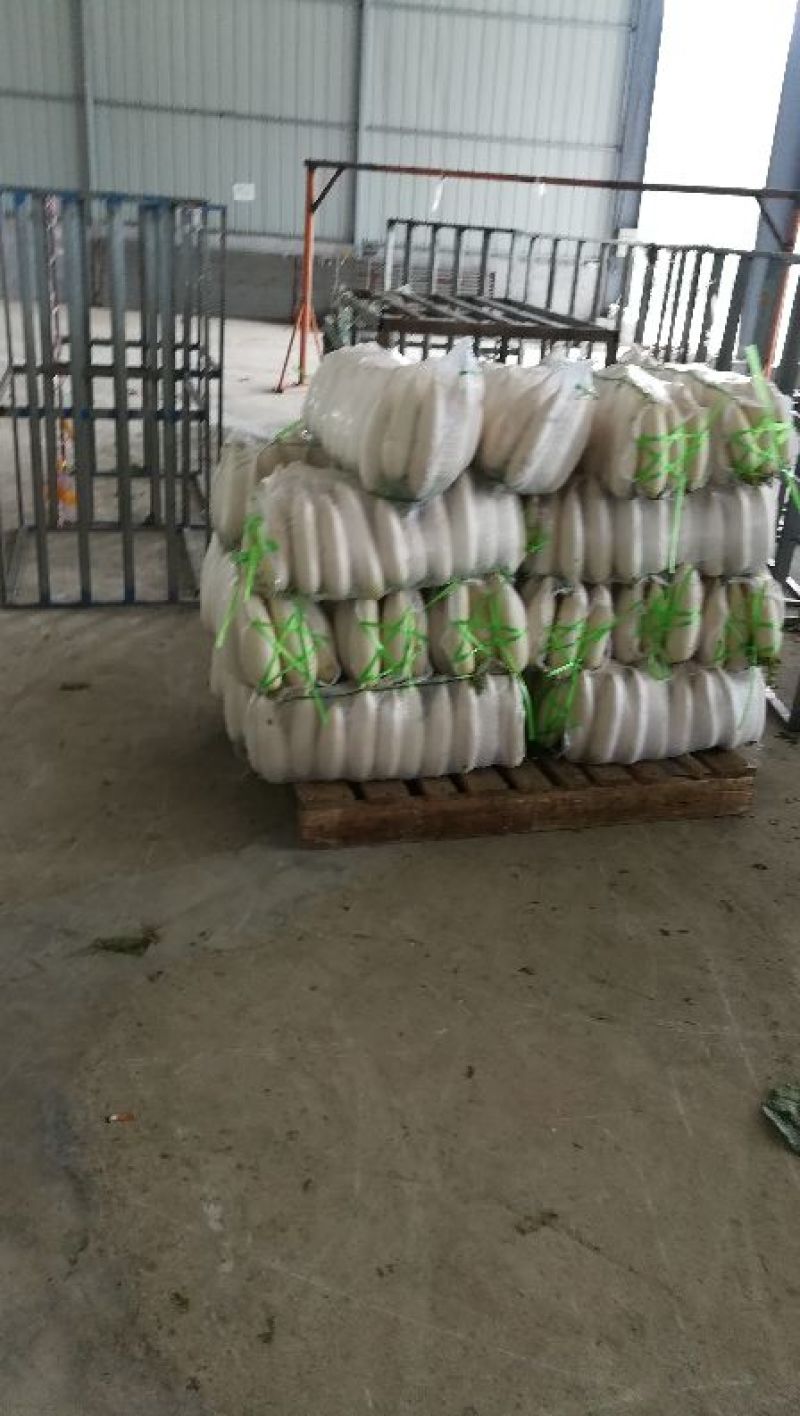 白萝卜，萝卜甜脆可口