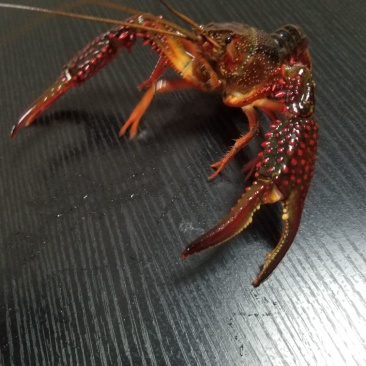 优质龙虾苗堂口苗