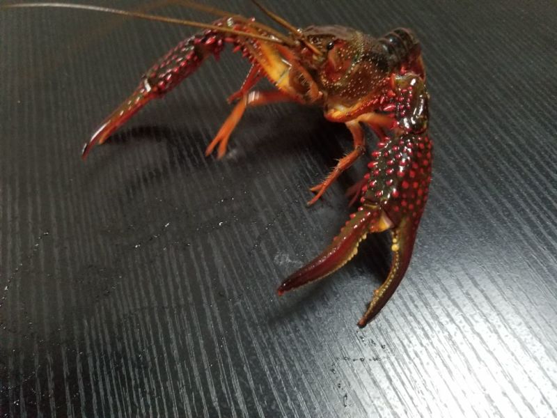 优质龙虾苗堂口苗