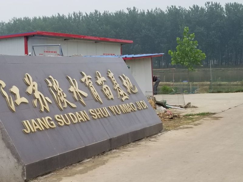 优质龙虾苗堂口苗