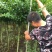 紫薇