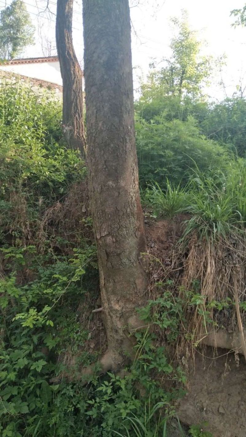 皂角树