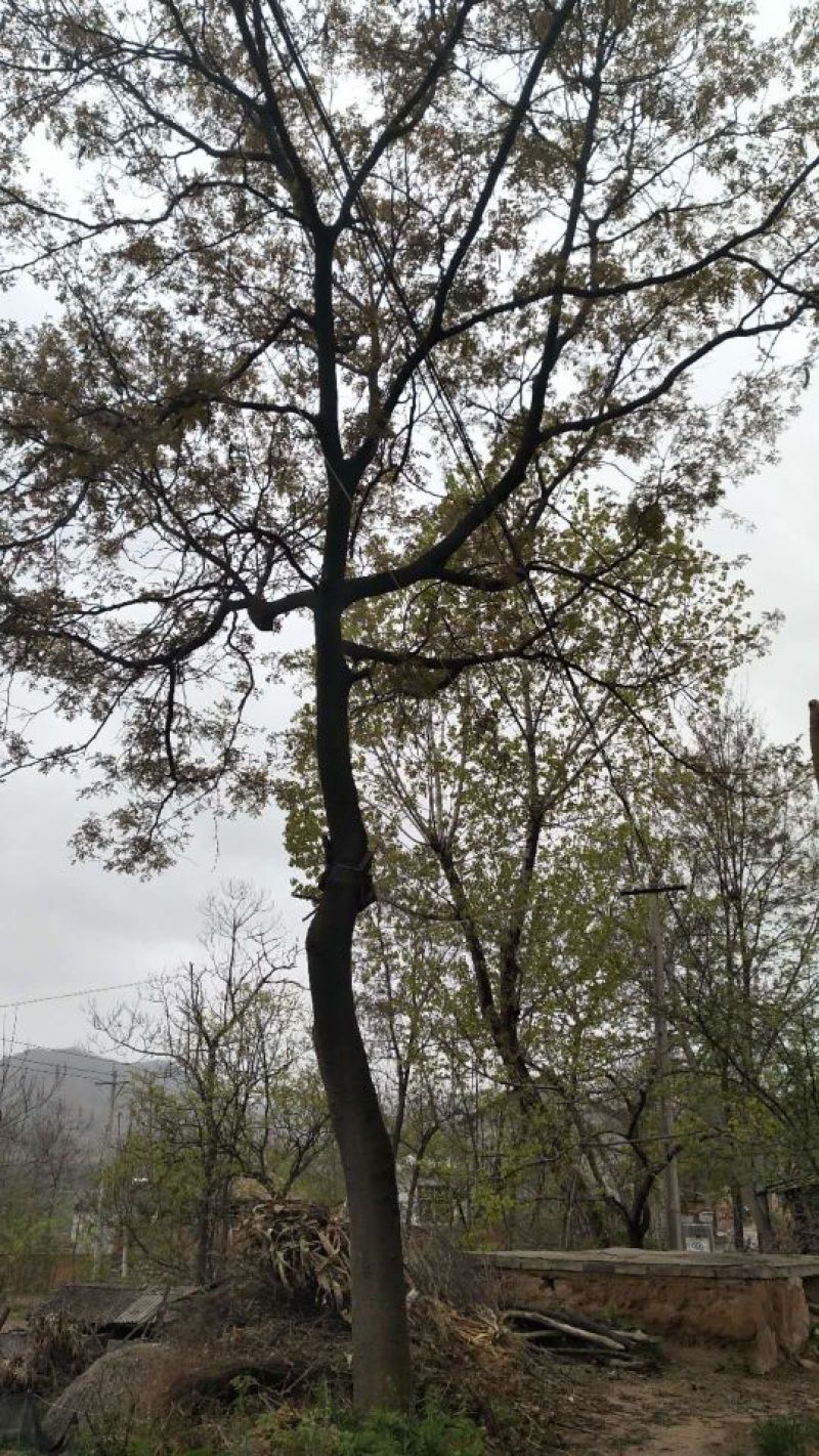 皂角树