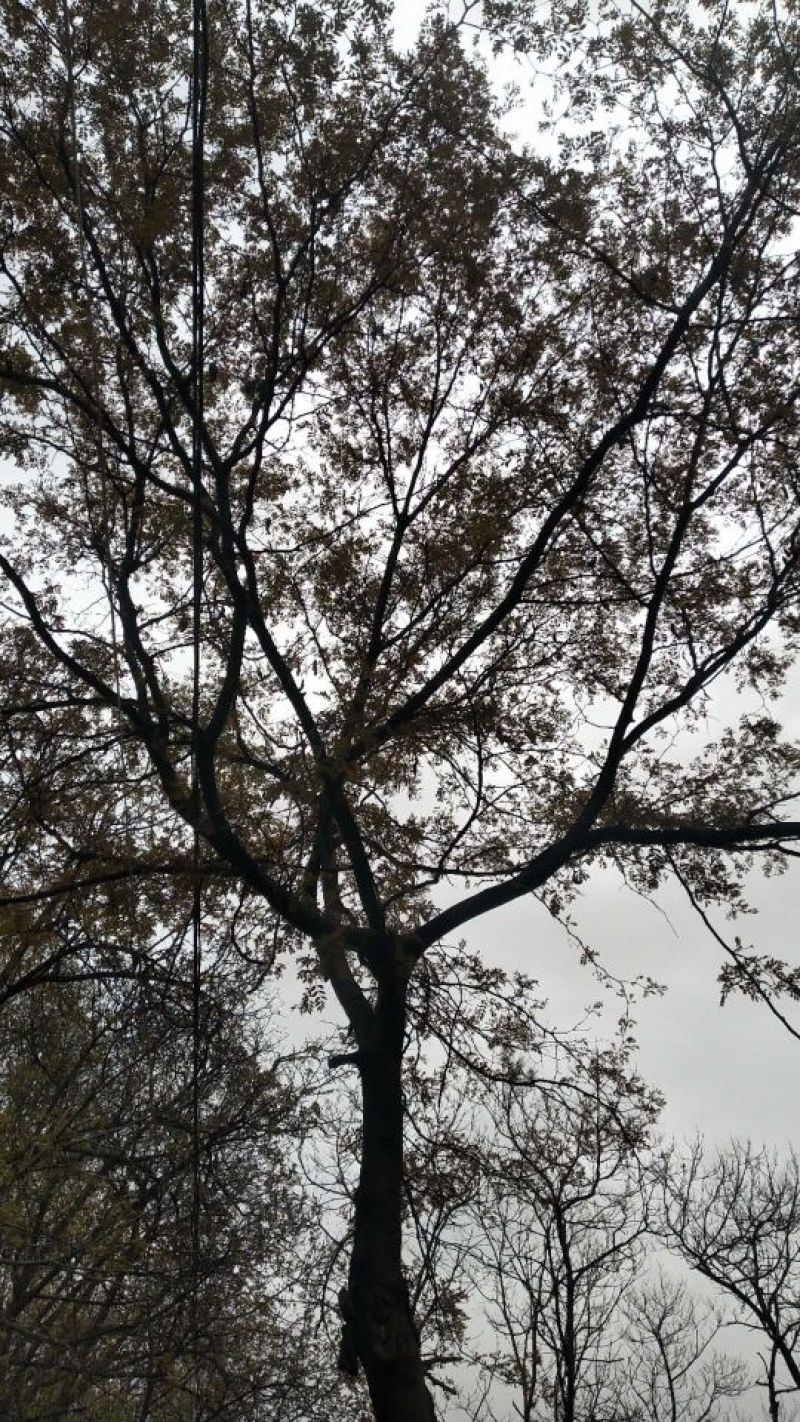 皂角树
