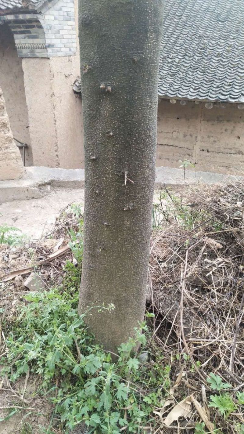皂角树