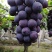 巨峰葡萄