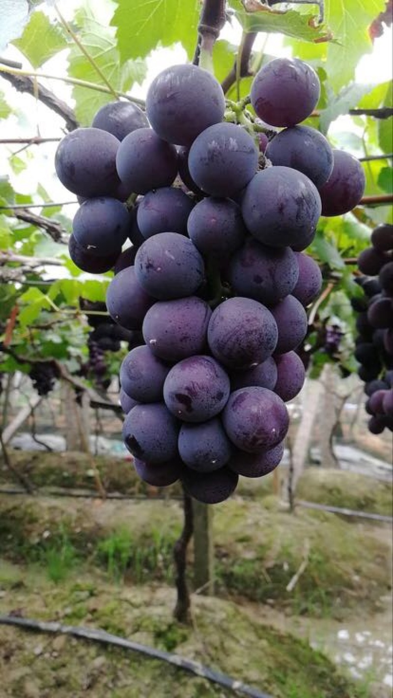 巨峰葡萄