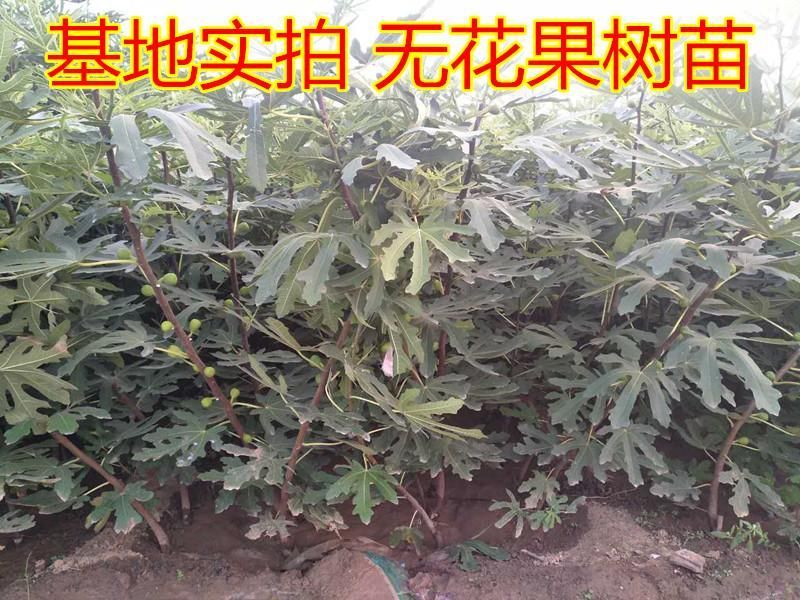 波姬红无花果苗。诚信经营许可证~签合同包品种放心苗