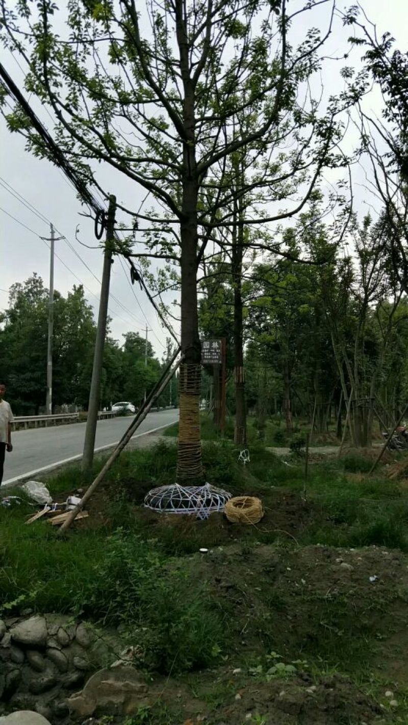 大量出售全冠熟货香樟，15-40公分，量大从优