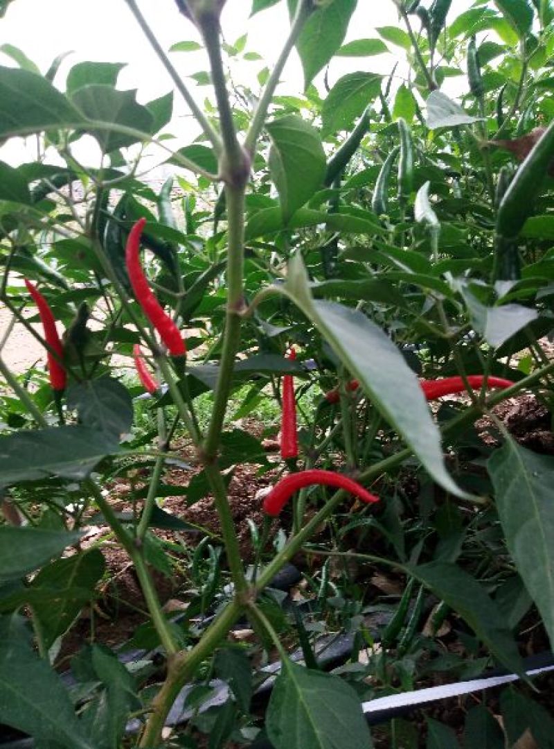 艳红辣椒特辣型5一10厘米色泽亮个大