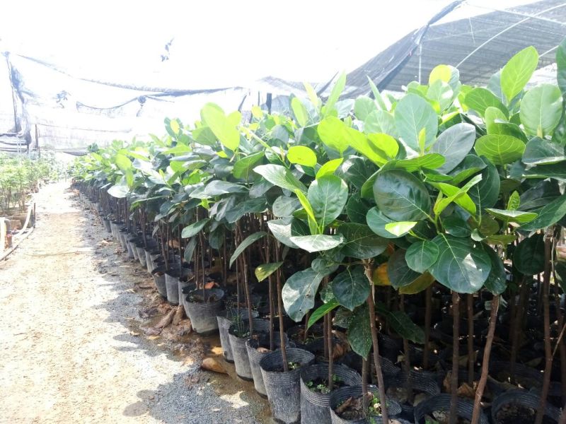 菠萝蜜袋苗马拉西亚一号高度50-60公分