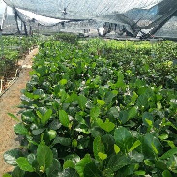 菠萝蜜袋苗马拉西亚一号高度50-60公分